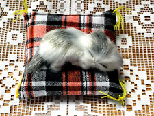 Adorable CHAT Blanc Gris qui