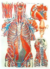 Lithographie Table Anatomique