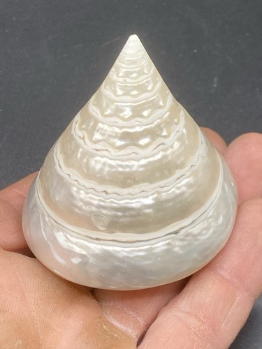 8 cm top quality - cm,