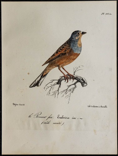 1830 bruant fou - fou,