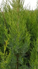 X Cupressocyparis leylandii