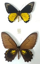 Couple Troides miranda miranda