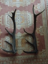 2 BOIS MUES CERF 5 CORS 64/70CM