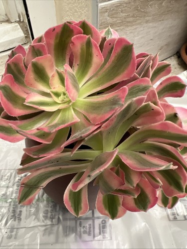 Aeonium pink witch - , (
