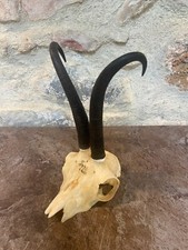 Cornes Bois Chamois Massacre Trophée Gamsbock Taxidermie Cabinet Curiosité 