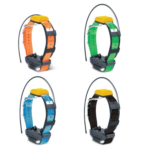 Collier suppl dressage et - collier,