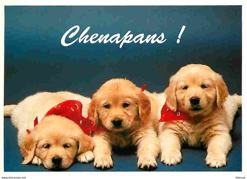 Carte postale animaux - animaux,