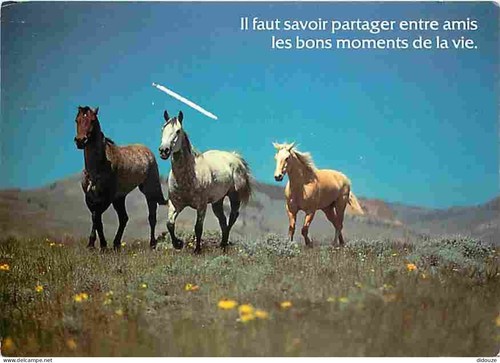 Carte postale animaux - carte,