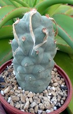 TEPHROCACTUS PAPYRACANTHUS
