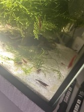 crevettes eau douce Red Cherry