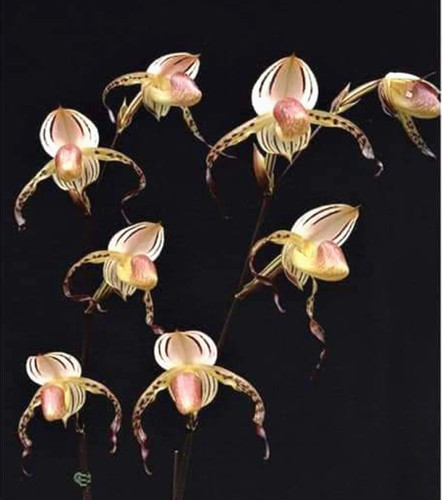 Paphiopedilum stonei slipper - paphiopedilum,