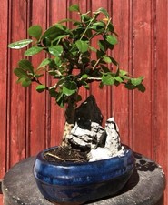 BONSAÏ SAGERETIA THEEZANS