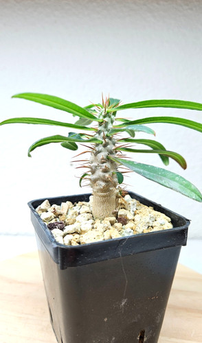 Euphorbia rossii live - euphorbia, ➡️--live