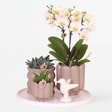 Coffret cadeau orchidée 'White Tray XL' - Phalaenopsis - Hauteur 35cm
