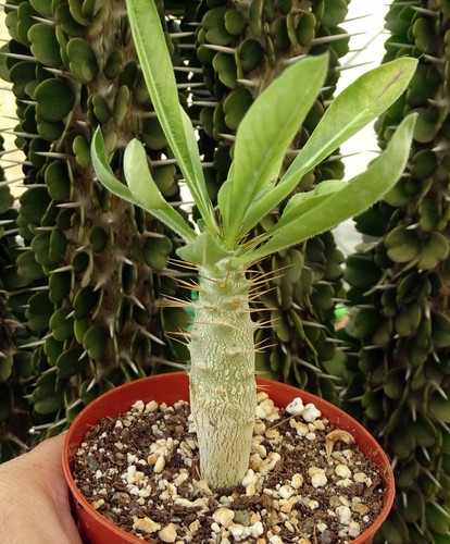 Pachypodium saundersii adenium - pachypodium,