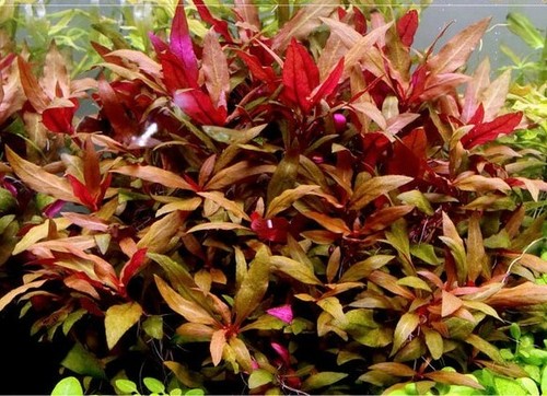 Alternanthera reineki plante - alternanthera,