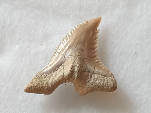 Shark tooth dent - shark, requin