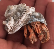 curiosité ,Coquillage 