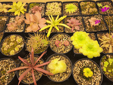 Plantes carnivores 