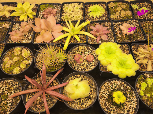 Plantes carnivores - ,
