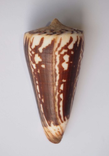 Conus maldivus