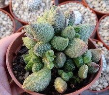 Adromischus marianae herrei - adromischus,