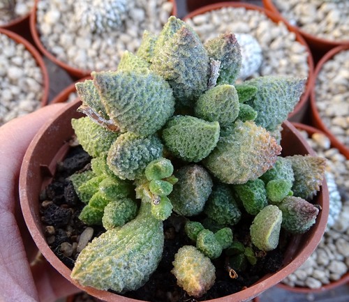 Adromischus marianae herrei - adromischus,
