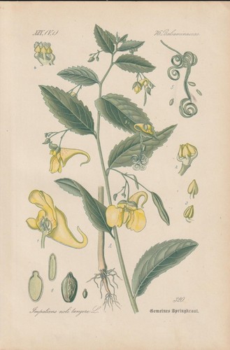 Grand springkraut impatiens - grand, (impatiens