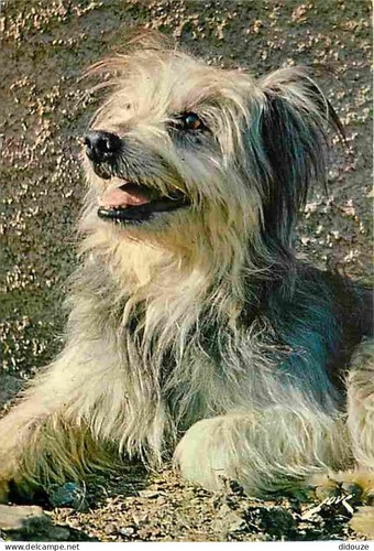 Carte postale animaux - animaux,