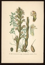 Planche botanique : Orobanche rouge. Atlas des plantes, Masclef, XIXe