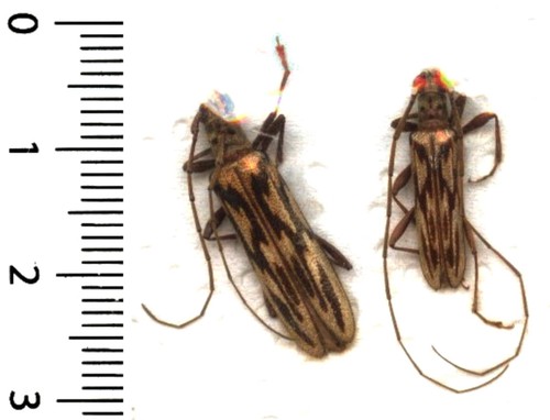 Cerambycidae couple - couple, (pair)