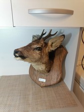 Trophée De Chasse Tête Chevreuil Biche Cerf Taxidermie Cabinet De Curiosité 