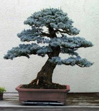 8 graines SAPIN BLEU(Picea pungens glauca)BONSAÏ E156 COLORADO BLUE SPRUCE SEEDS