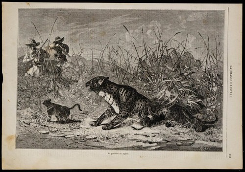 1869 panthère en - 1869,