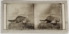 Taxidermie Animal empaillé Coati et Souris c1860 Deux Photos Stereo Vintage