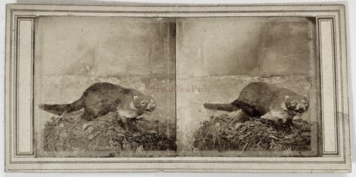 Taxidermie animal empaillé - animal,