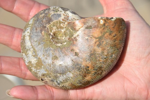 Ammonite phylloceras - ammonite,
