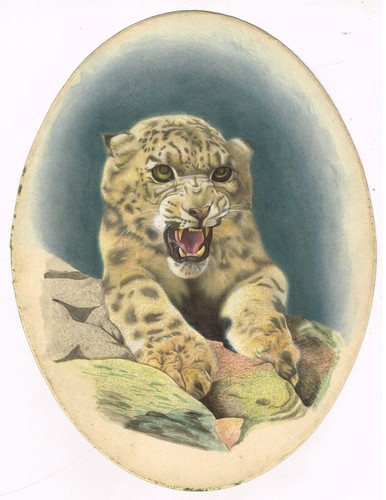 Animal peinture miniature - animal, de