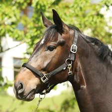 Eldorado Nylon Licol Lea -