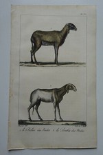 Lithographie  - 1825 - C. MOTTE - Le Bélier et la brebis des Indes