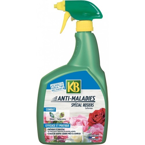 Maladie des rosiers - kb,