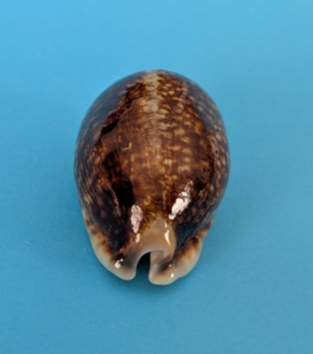 Cypraea eglantina niger - , 46,5