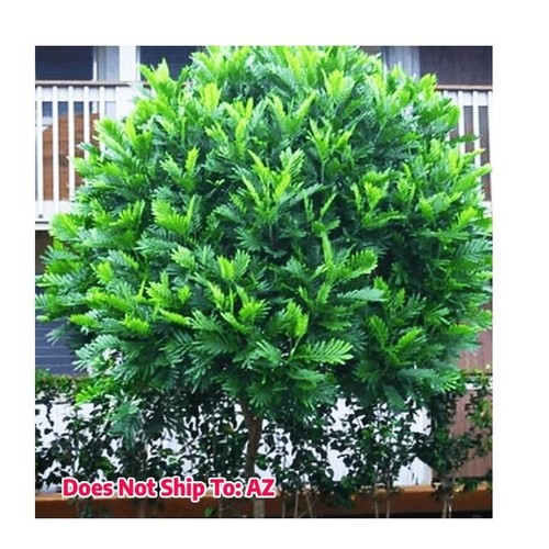 Japanese fern tree plant live - tree,