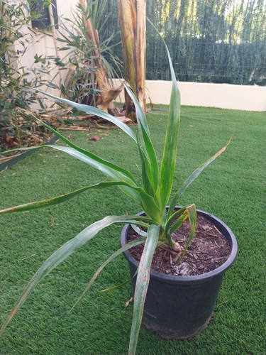 Plante dragon socotra - plante,