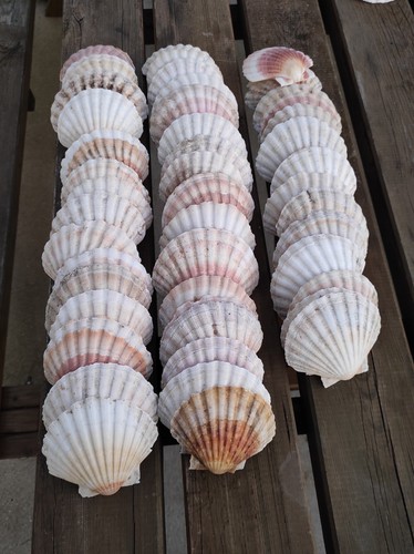 Lot coquilles st jacques - lot, 50