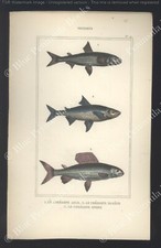LACEPEDE Gravure Planche Couleurs Zoologie Animaux POISSONS Corégone