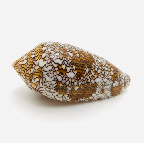 Conus textile coquillage - conus,