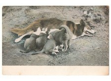 Premiers Années 1900 Ancienne