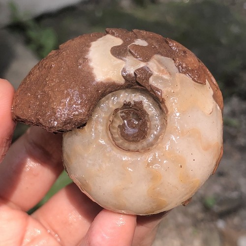 76gr amazing whole permian - whole,