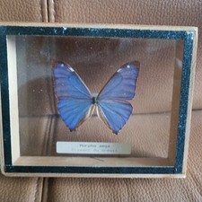 joli papillon Morpho Aega Diamant du Brésil